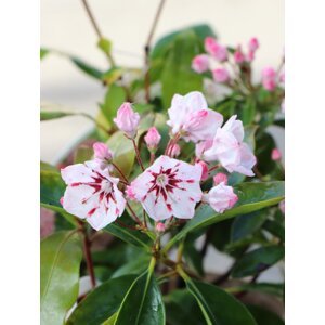 Mamota širokolistá 'Peppermint' 20-40 cm Ko 2 l
