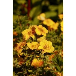 Mochna křovitá 'Mango Tango' 15-30 cm Ko1l