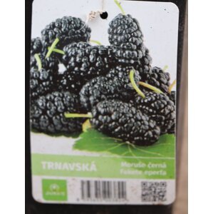 Moruše černá 'Trnavská' 40-60 cm Ko 2 l