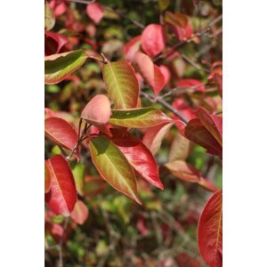 Muchovník Lamarckův 10-20 cm H9