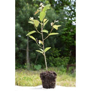 Muchovník velkokvětý 'Prince William' 5-15 cm H9
