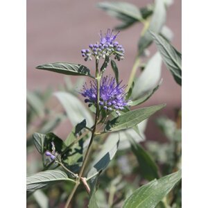 Ořechokřídlec clandonský 'Heavenly Blue' 5-15 cm QP