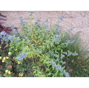 Ořechokřídlec clandonský 'Kew Blue' 5-15 cm QP