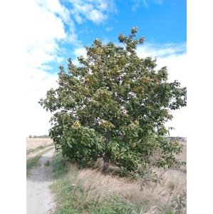 Ořešák královský 51-80 cm QP40