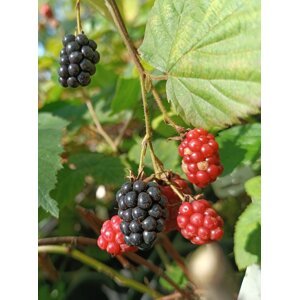 Ostružiník 'Dirksen' - beztrnný 20-50 cm QP12