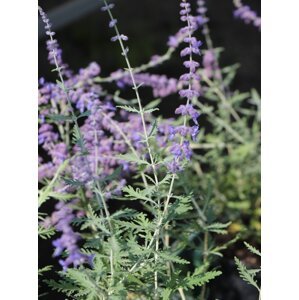 Perovskie lebedolistá 'Blue Spire' 5-20 cm Ko1l