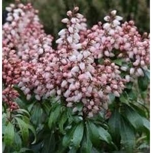 Pieris japonský 'Bonfire' 15 - 35 cm 1,3 L