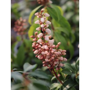 Pieris japonský 'Bonfire' 20-40 cm Ko1l