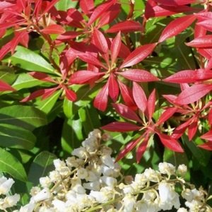 Pieris japonský 'Forest Flame' 20-50 cm 1,3 L
