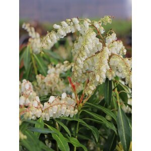Pieris japonský 'Forest Flame' 10-30 cm Ko1l
