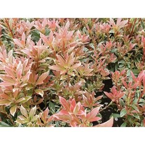 Pieris japonský 'Little Heath' - zakrslý 30-50 cm 1,3 L