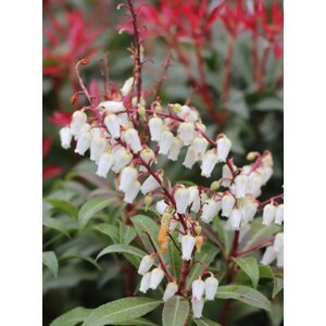 Pieris japonský 'Mountain fire' 30-50 cm Ko 1,5l