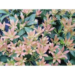Pieris japonský 'Sarabande' 15-30 cm 1,3 L