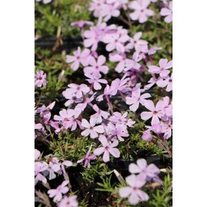 Plamenka nízká 'Lilac Cloud' H9
