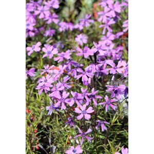 Plamenka 'Purple Beauty' H9