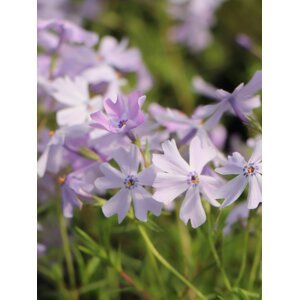 Plamenka šídlolistá 'Emerald Cushion Blue' H9