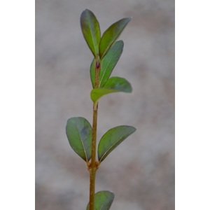 Ptačí zob obecný 'Lodense' 40-60 cm QP
