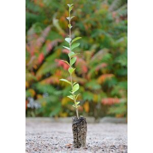 Ptačí zob obecný 'Lodense' -  balení po 100 ks 60-100 cm QP60