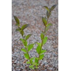 Ptačí zob vejčitolistý 20-50 cm QP12
