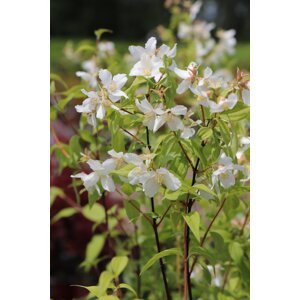 Pustoryl 'Belle Etoile' 10-30 cm Ko 12 cm