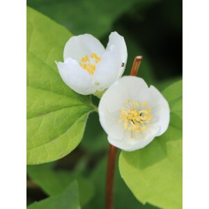Pustoryl nevonný var. Grandiflorus 20-40 cm QP12