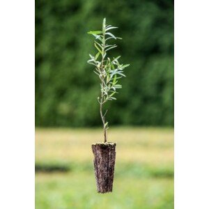 Rakytník řešetlákový - semenáč 20-40 cm QP60