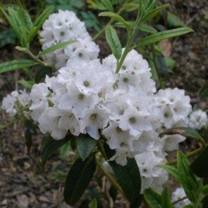 Rododendron 'Arctic Term' 10-30 cm Ko1l