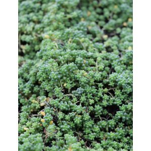 Rozchodník 'Chloroticum' H9