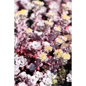 Rozchodník 'Purpureum' H9