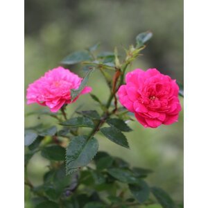 Růže 'Růžová kompaktní' 15-30 cm Ko1l