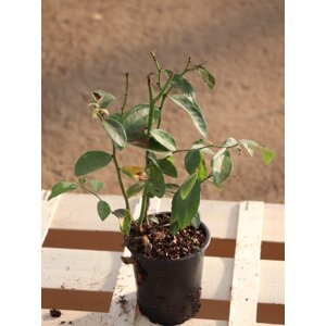Růžová kanadská borůvka 'Pink Lemonade'® - pozdní 15-25 cm H9