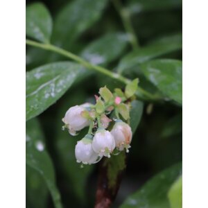 Růžová kanadská borůvka 'Pink Lemonade'® - pozdní 20-40 cm H9