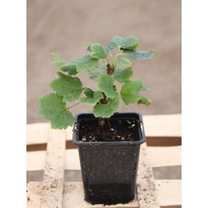Rybíz bílý 'Versailský bílý' 10-30 cm H9