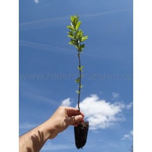 Keře do lesa
