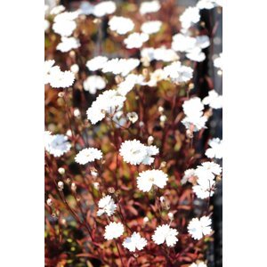 Silenečka alpská 'Pleniflorum' H9