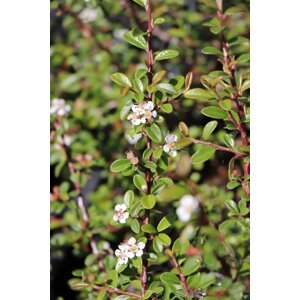 Skalník 'Coral Beauty' 5-20 cm H9