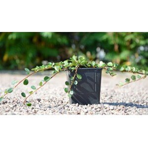 Skalník Dammerův 'Evergreen' 5-20 cm H9