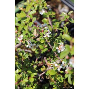 Skalník švédský 'Skogholm' 5-15 cm H9