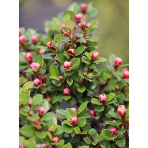Skalník vodorovný 15-20 cm QP12