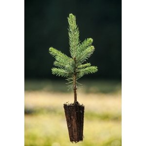 Smrk pichlavý 30-60 cm QP