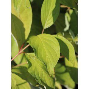 Svída bílá 'Aurea' 20-50 cm QP12