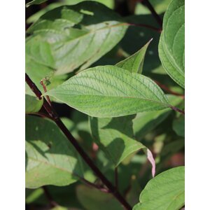 Svída bílá 'Kesselringii' 20-50 cm QP12