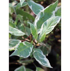 Svída bílá 'Variegata' 20-40 cm QP12