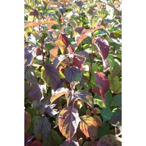 Svída krvavá 60-100 cm QP