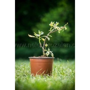 Svída sporná 'Variegata' 20-50 cm QP12