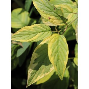 Svída výběžkatá  'Hedgerows Gold' 20-50 cm QP12