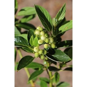 Svída výběžkatá 'Flaviramea' 20-50 cm QP12