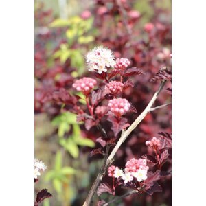 Tavola kalinolistá 'Andre' 20-50 cm Ko1l