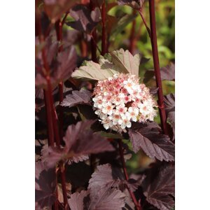 Tavola kalinolistá 'Atropurpurea' 20-40 cm Ko1l