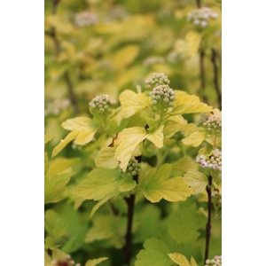 Tavola kalinolistá 'Cristata' 20-40 cm Ko1l